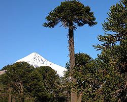 Junín de los Andes